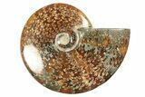 Polished Ammonite (Cleoniceras) Fossil - Madagascar #266277-1